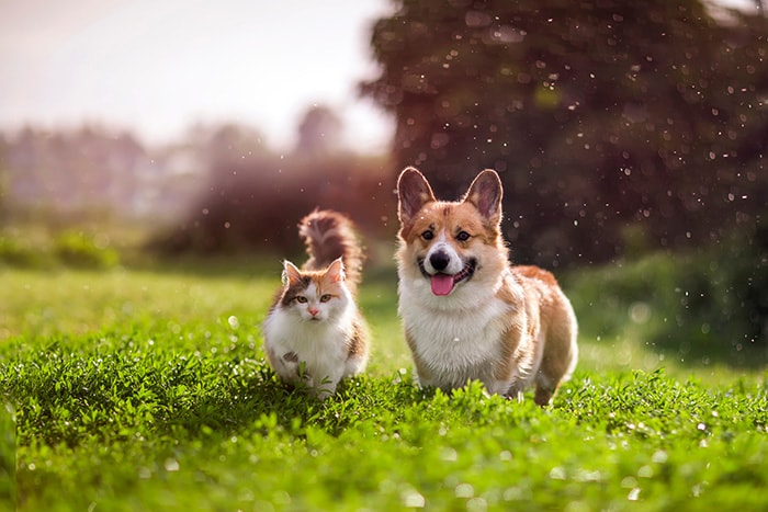 Pet Food and Animal Nutrition Ingredients